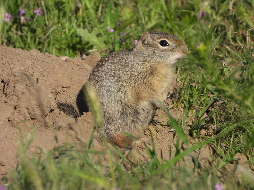 Idaho Ground Squirrel