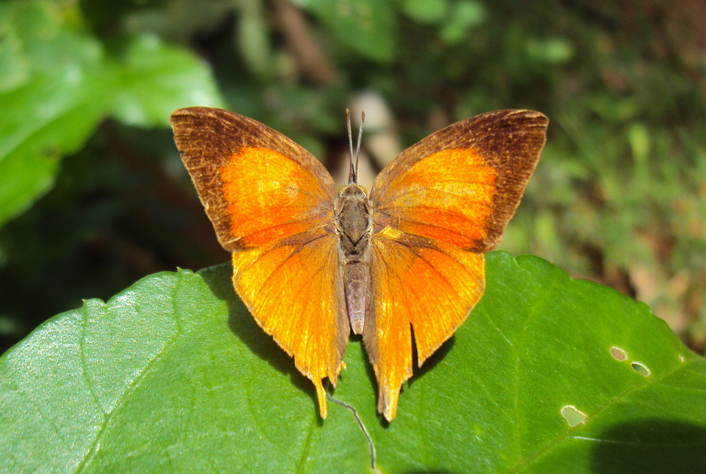 Common Yamfly