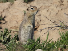 Merriam's Ground Squirrel photo 2