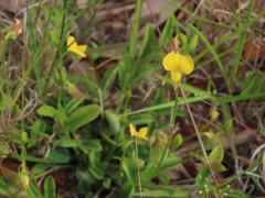 Crotalaria rotundifolia
