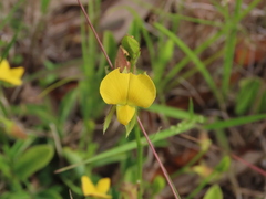 Crotalaria rotundifolia