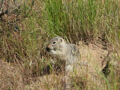 Washington Ground Squirrel photo 3