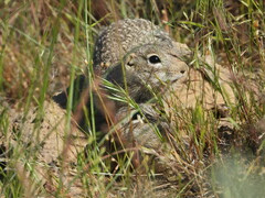 Washington Ground Squirrel photo 2