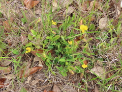 Crotalaria rotundifolia
