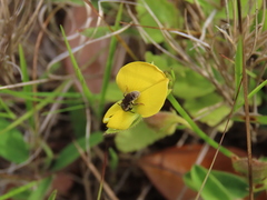 Crotalaria rotundifolia