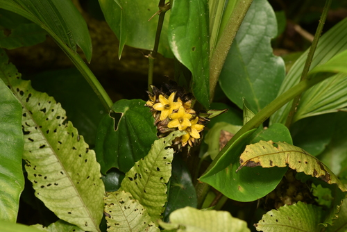 Image of Curculigo capitulata by (c) Yung-Lun Lin, some rights reserved (CC BY)