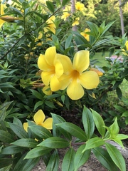 Allamanda