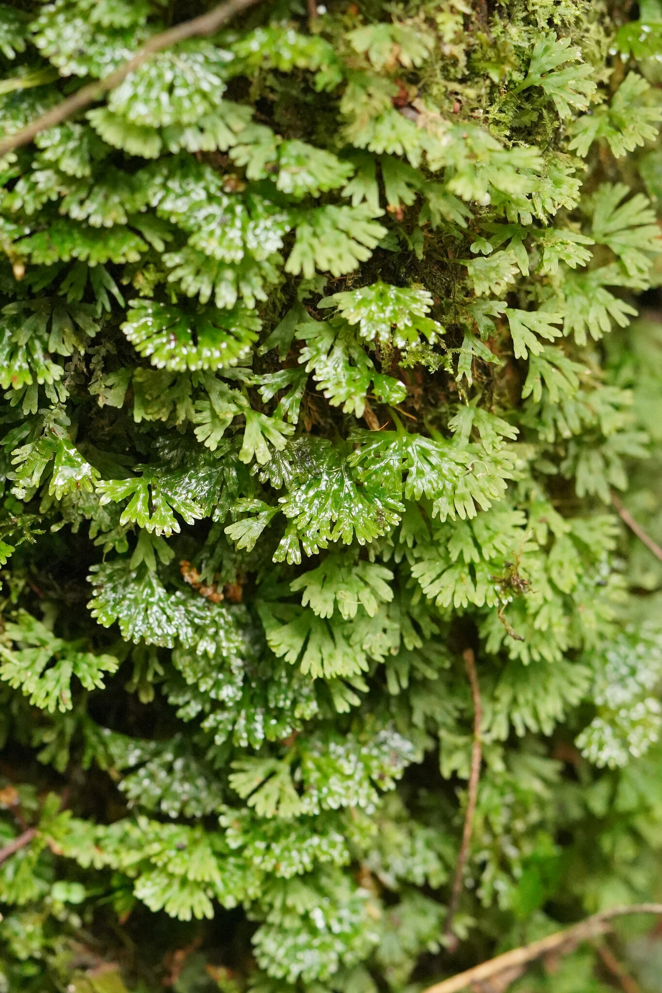 Small Bio Patch Hymenophyton flabellatum - Growing Guide & Care Tips | BioGardens.org