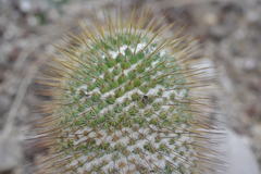 Mammillaria dixanthocentron