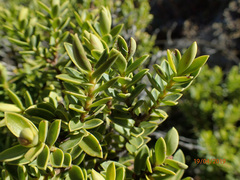 Veronica brachysiphon