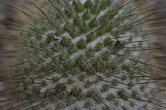 Mammillaria dixanthocentron