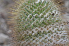 Mammillaria dixanthocentron