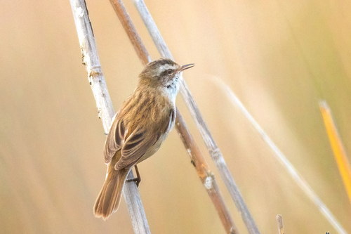 Moustached Warbler (Acrocephalus melanopogon), photo 6