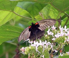 Papilio memnon memnon