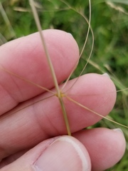 Agrostis hyemalis
