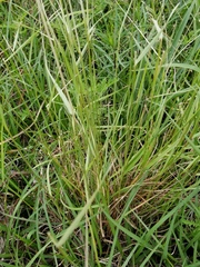 Agrostis hyemalis
