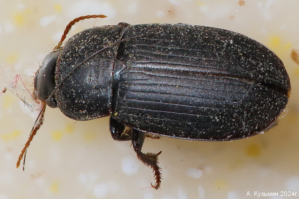 Жужелица рода Harpalus