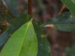 Ardisia compressa