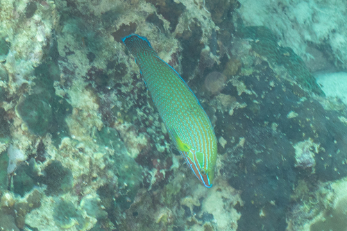 Richmond's wrasse (Halichoeres richmondi) — Labridae — 4