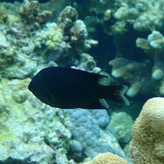 Blackray Damselfish photo 3