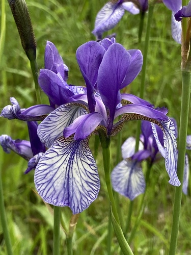 Siberian Iris