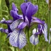 Siberian Iris - Photo (c) Osvaldo Negra, some rights reserved (CC BY-NC), uploaded by Osvaldo Negra