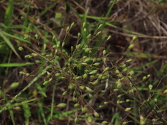 Dichanthelium aciculare
