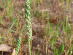 Plantago wrightiana