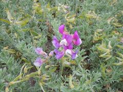 Lathyrus littoralis