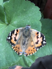 Vanessa cardui