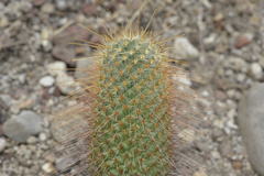Mammillaria magnifica