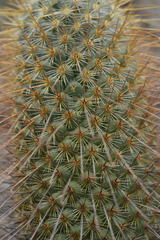 Mammillaria magnifica