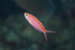 Pyronotanthias lori