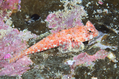 Synchiropus morrisoni