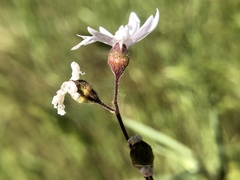 Lithophragma affine