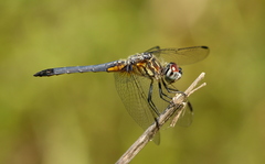 Pachydiplax longipennis