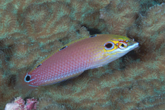 Halichoeres melasmapomus