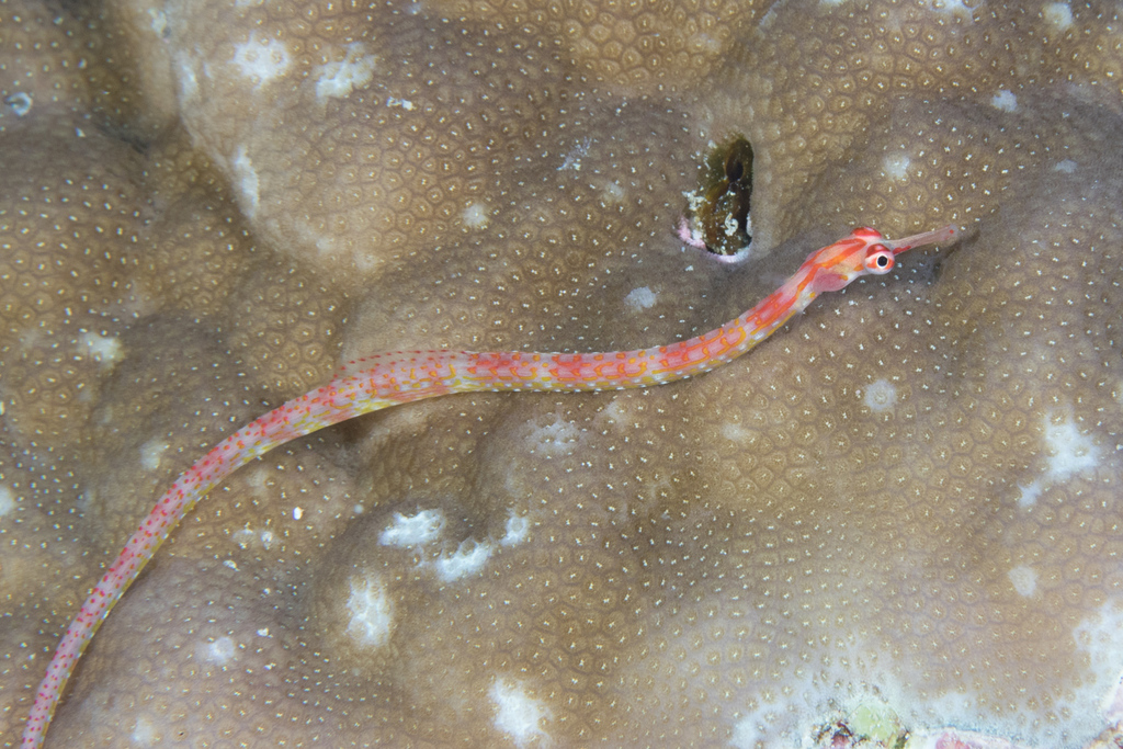 Blackbreasted pipefish (Corythoichthys nigripectus) — Syngnathidae