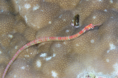Blackbreasted pipefish (Corythoichthys nigripectus) — Syngnathidae