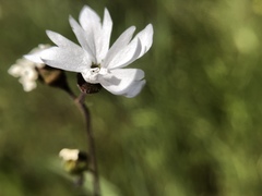 Lithophragma affine