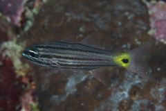 Cheilodipterus artus