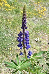 Lupinus burkei