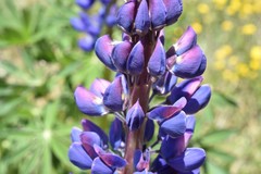 Lupinus burkei