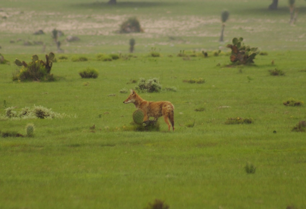 Durango Coyote