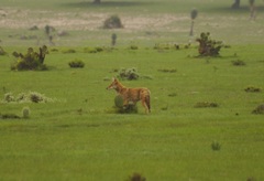 Canis latrans impavidus