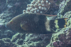 Cheilinus trilobatus