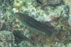 Thalassoma quinquevittatum