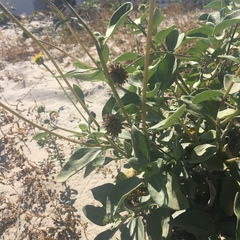 Helianthus niveus
