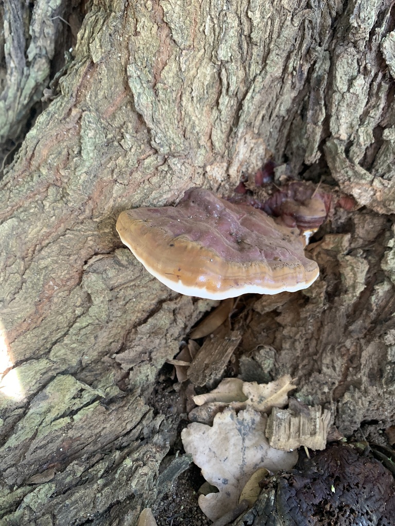 Ganoderma polychromum from Trovato Link Road, Cape Town, WC, ZA on May ...