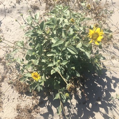 Helianthus niveus